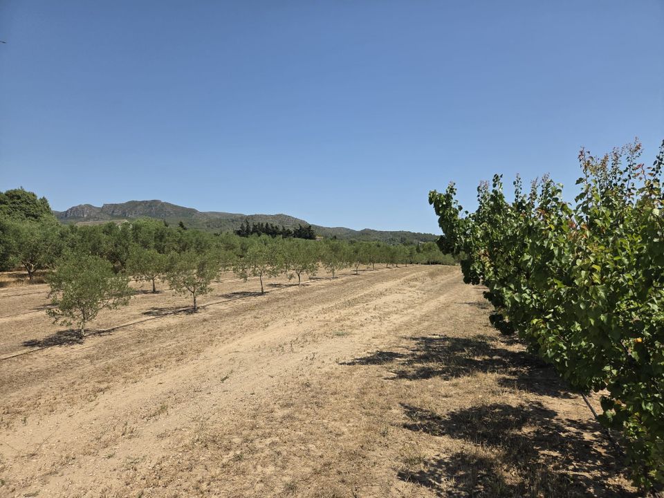 Finca i Ginestar, Tarragona - foto 4
